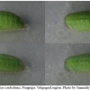 pol coelestinus praepupa volg1